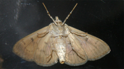 Miller Moth