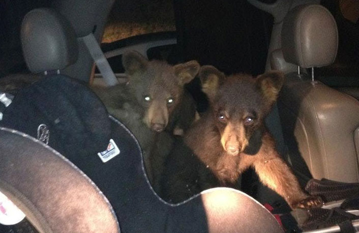 Bear cubs break into car in Snowmass Village, Colo. July 1, 2012