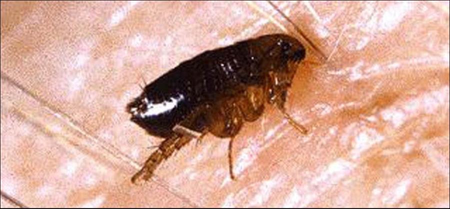 Fleas are one of the carriers of the bubonic plague, which has not appeared in Colorado since 2006. (CNN)