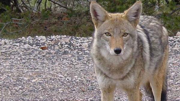 Boulder police are warning residents after a jogger in the area was attacked by a coyote on Dec. 29, 2012. (Photo: Flickr)