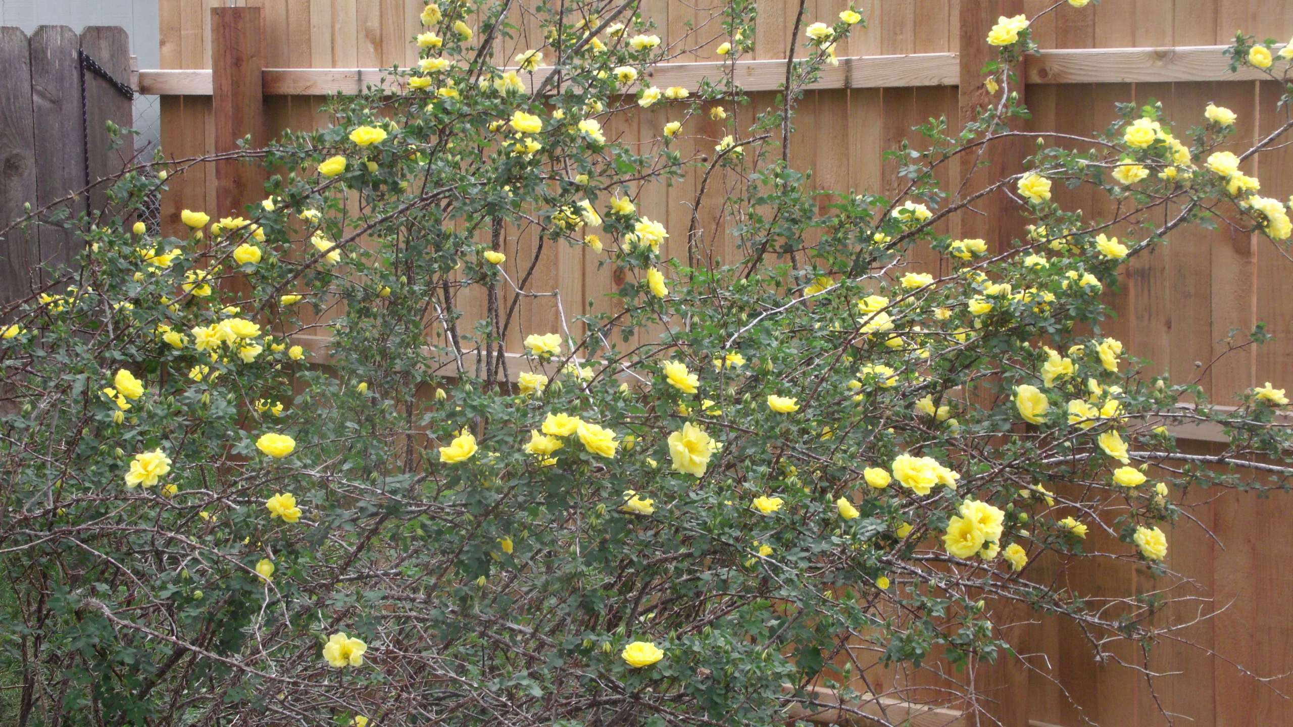 Wild yellow roses in viewer's backyard in Greeley, Colorado.