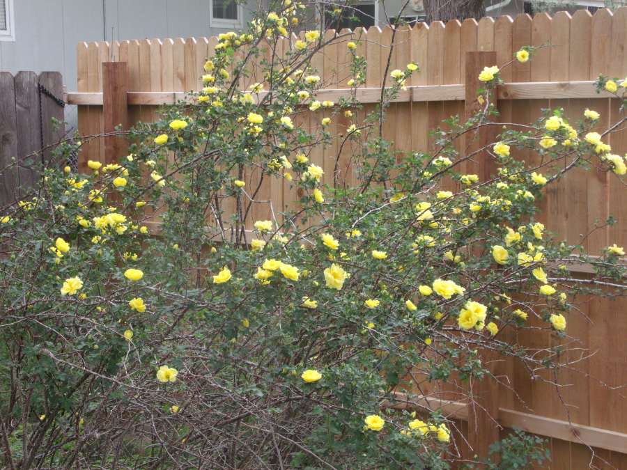 Wild yellow roses in viewer's backyard in Greeley, Colorado.