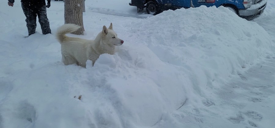 Husky having fun in the snow in Thornton