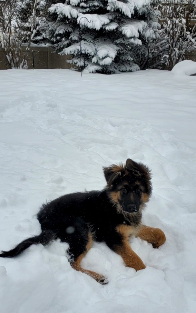 15-week-old German shepherd loves playing and laying in the snow in Loveland