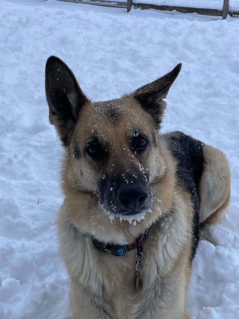 Dallas having fun in the snow in Frederick