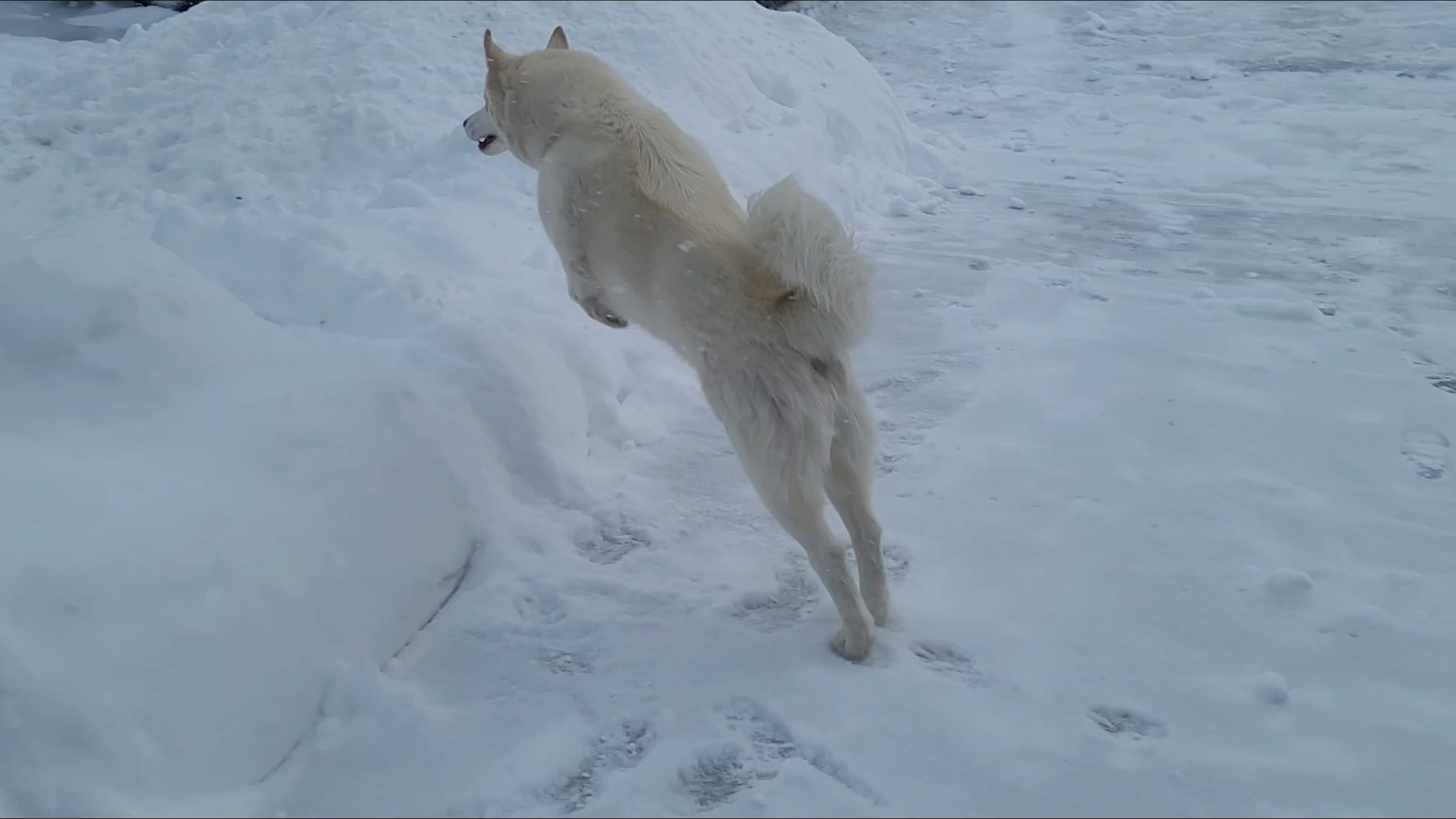 Koba the husky playing in all the fresh snow in Thornton