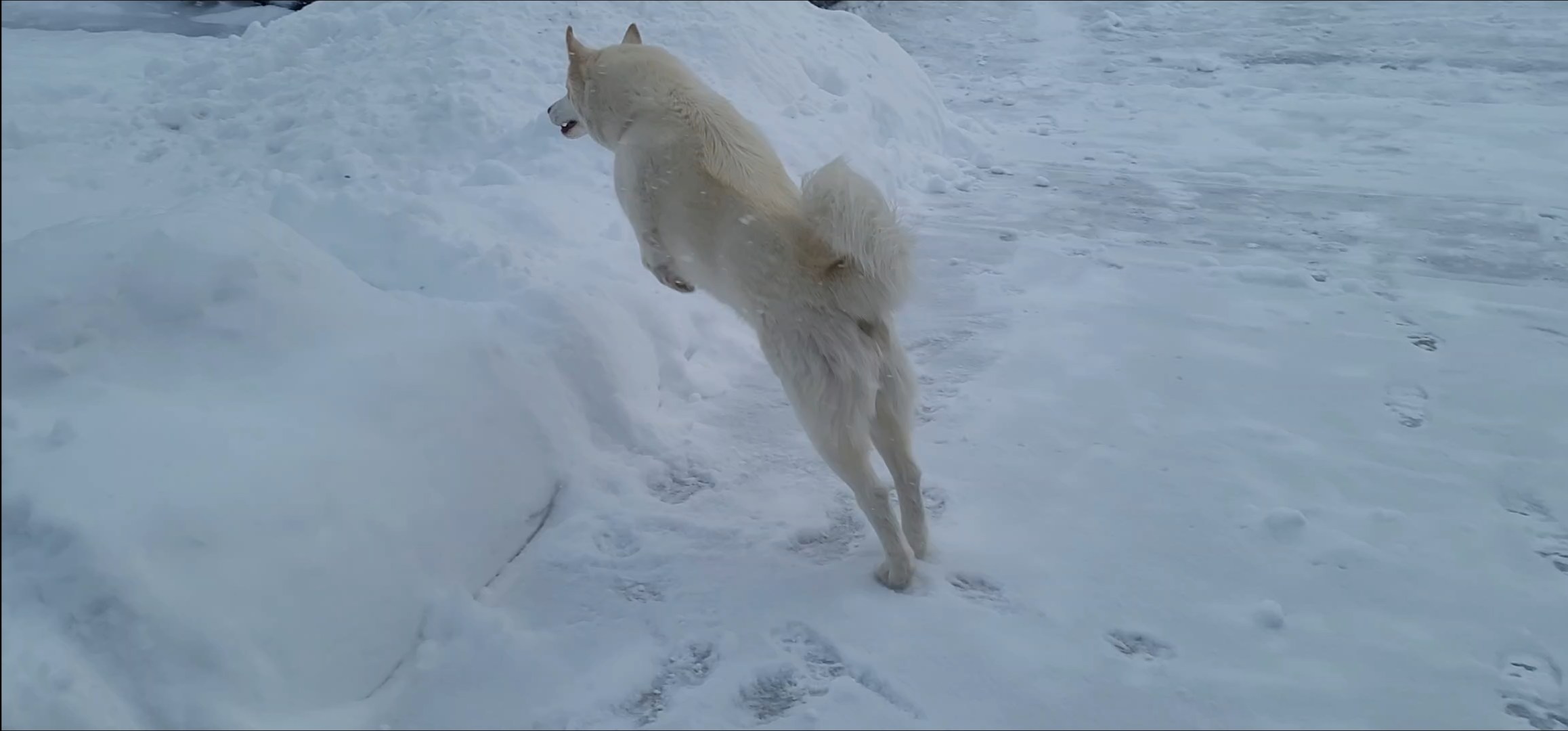 Koba the husky playing in all the fresh snow in Thornton