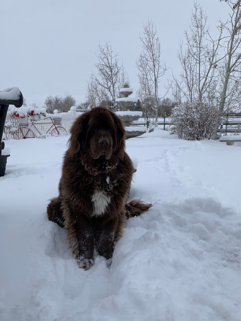 Teddy, a 175 pound Newfoundland in Boulder