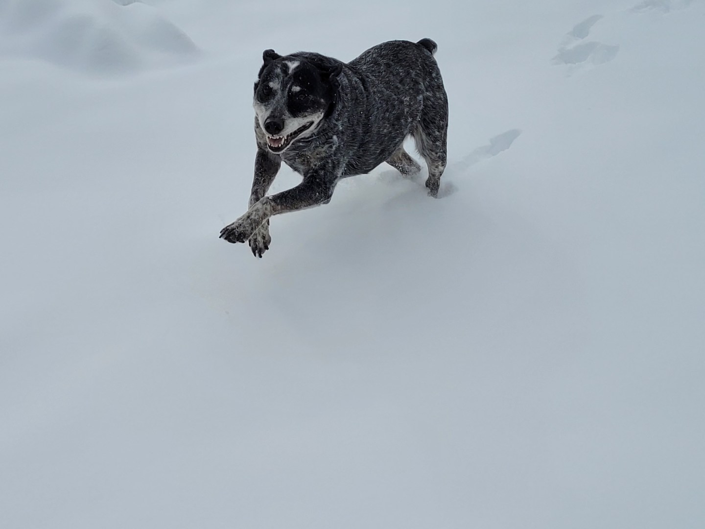 Pup Zoey, enjoying the snow in Bailey