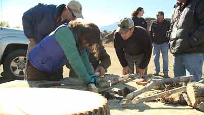 Experts look for insect infestation in trees in Boulder