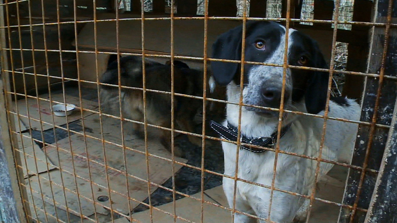 Thousands of stray canines wander the streets and suburbs of Sochi. In the countdown to the Winter Games, Russian animal rights activists have accused city authorities of ramping up a campaign to exterminate street dogs through the use of poison. Animal rights activists are trying to rescue them.