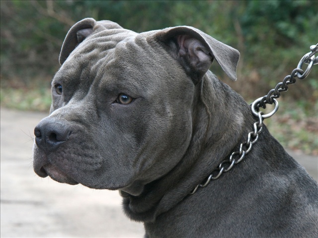 Pit bull on a chain. Courtesy: Ildar Sagdejev / Wikimedia , Photo Date: November 2011