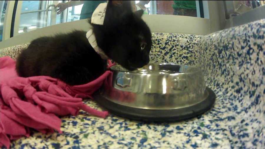 Kitten at the Foothills Animal Shelter in Golden, Colo.