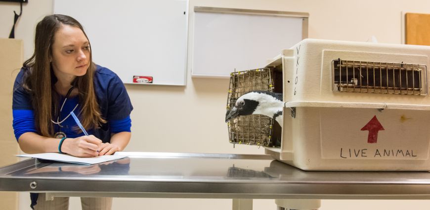 Tess the penguin from the Pueblo Zoo arrives at the CSU's James L. Voss Veterinary Teaching Hospital for evaluation and treatment November 24, 2014. (Photo: William Cotton, Colorado State University)