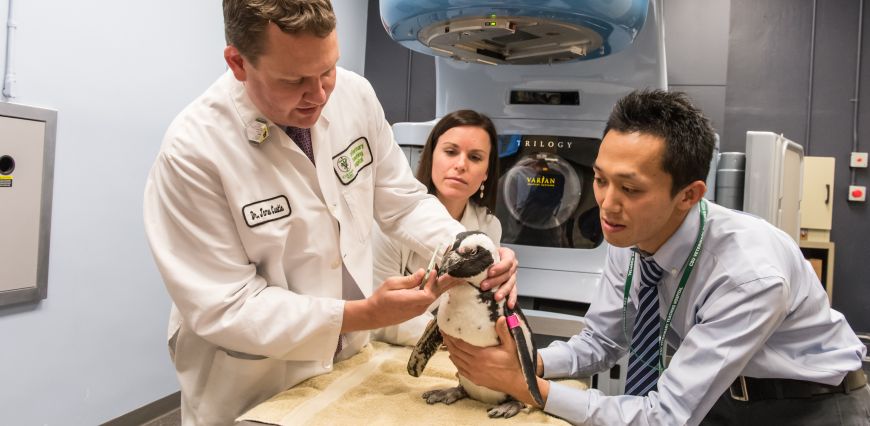 At 40-years old Tess is the oldest living African penguin. Colorado State University veterinary students evaluate and treat Tess for a sarcoma, November 24, 2014. (Photo: William Cotton, Colorado State University)