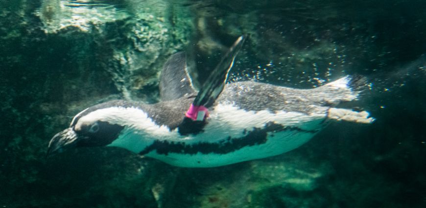 Tess the penguin swims in the Pueblo Zoo exhibit after being reunited with her flock in the Pueblo Zoo.