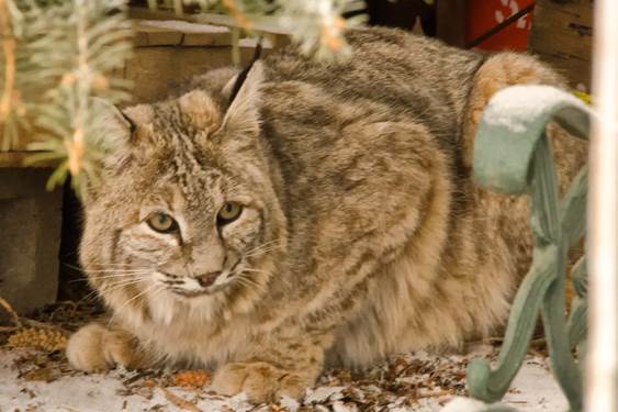 Bobcat in University Hill neighborhood of Boulder. Photo: Jan Otto