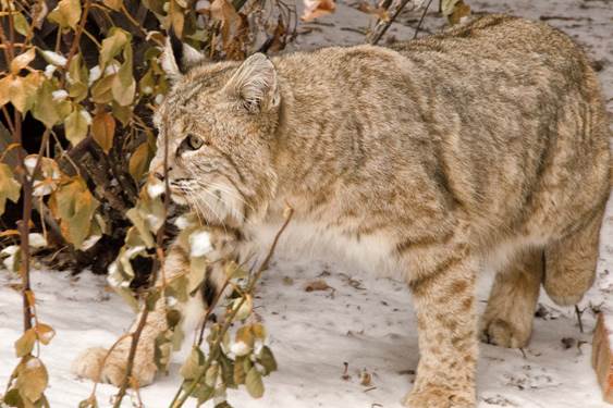 Bobcat in University Hill neighborhood of Boulder. Photo: Jan Otto