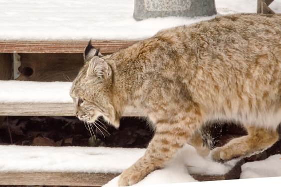 Bobcat in University Hill neighborhood of Boulder. Photo: Jan Otto