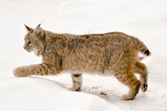 Bobcat in University Hill neighborhood of Boulder. Photo: Jan Otto