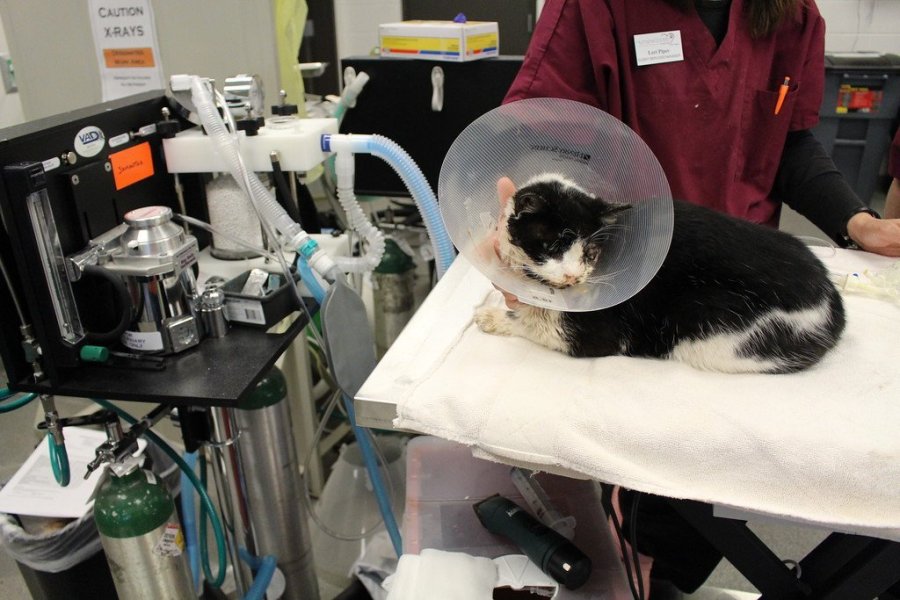 Bart being a very good and brave kitty getting ready for sedation.