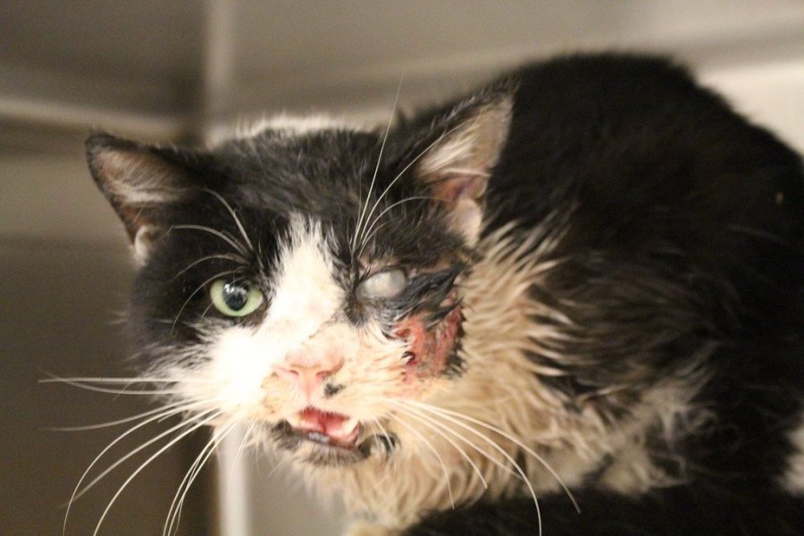 Bart when he arrived at the Tampa Bay Humane Society facility on January 23, 2015.