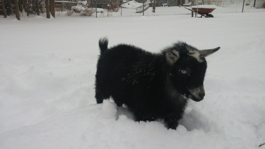 Petey the goat enjoys the snow in Lakewood, Colo. Photo: Alyssa Moriarity