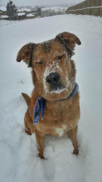 Greg Dutra's dog Cal in Highlands Ranch, Colo.