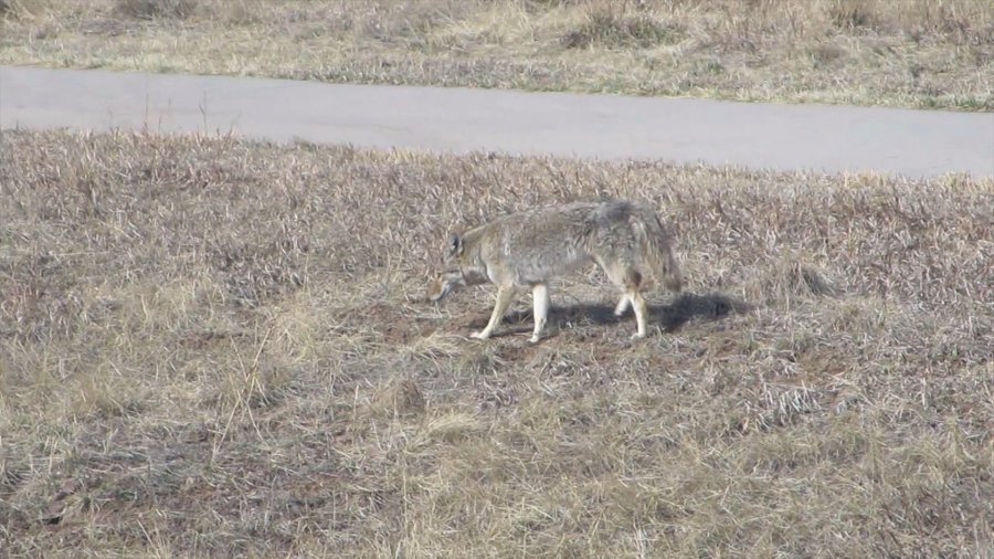 Coyote in Highlands Ranch neighborhood