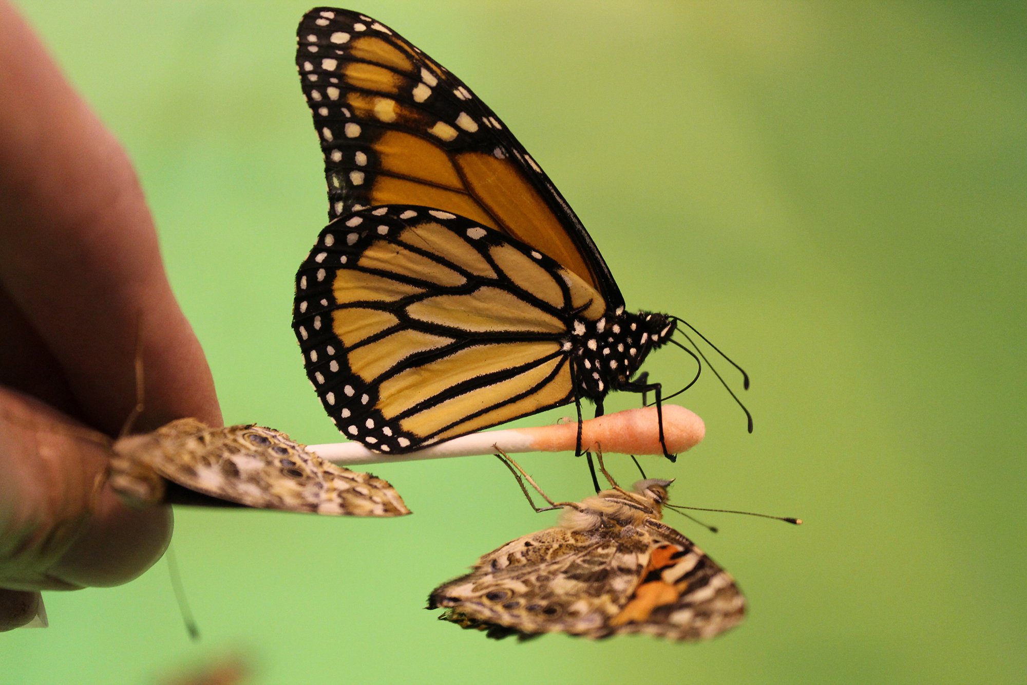 Raising butterflies and selling them to zoos and museums, or to release at weddings and funerals, is a real business -- with growing demand.