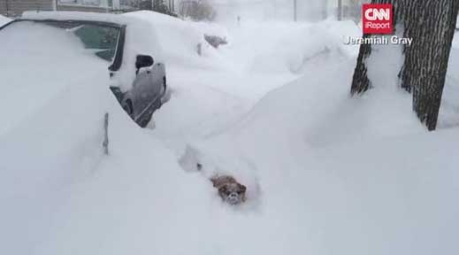 Pups in snow in Medord, Mass.