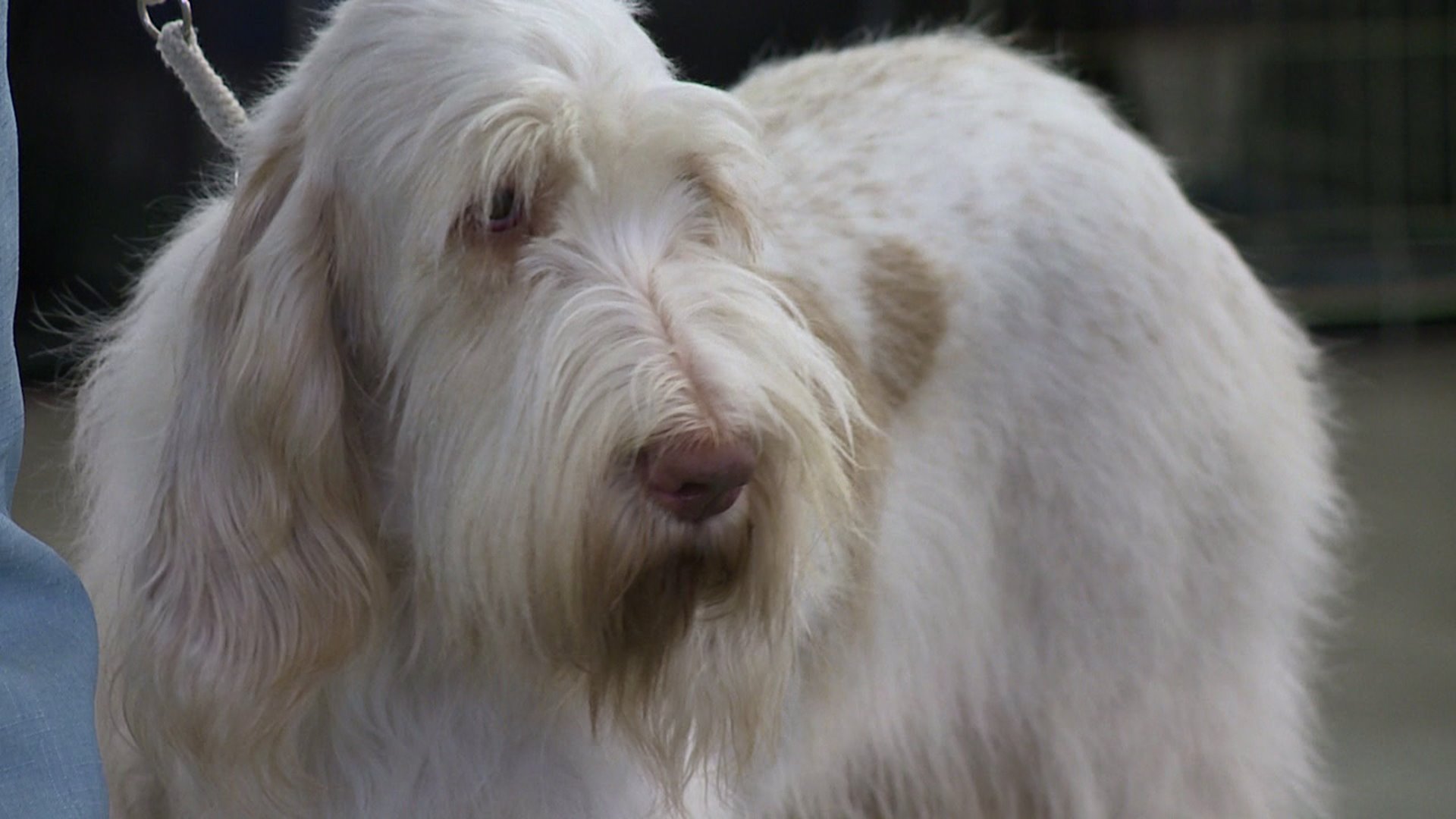 Rocky Mountain Cluster Dog Show in Denver