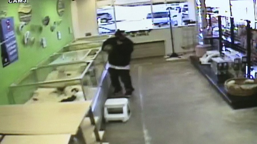 Suspect steals pomeranian puppy from pet store