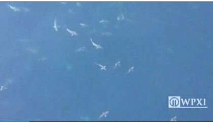 Shark Frenzy (Photo: WPXI)