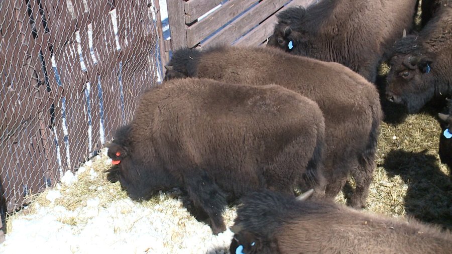 Denver bison auction