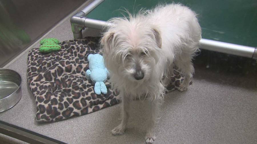 Dog at Denver Animal Shelter