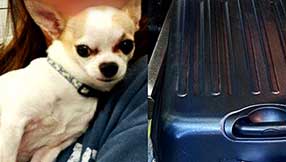 This Chihuahua was reunited with its owner after being found in a checked suitcase at LaGuardia. (TSA)