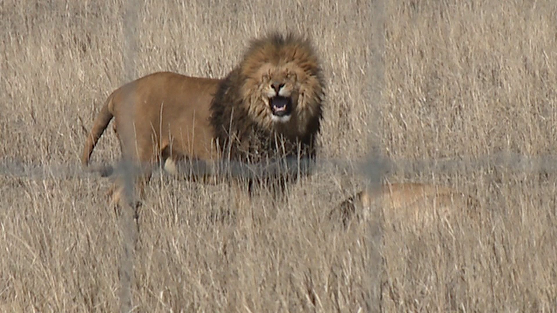 Lion at Wild Animal Sanctuary in Keenesburg, Colo