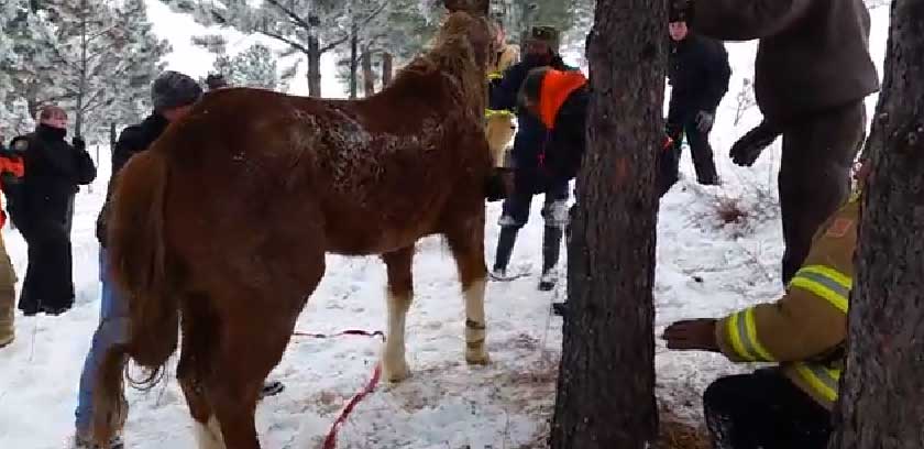 Mayhem following his rescue. Courtesy: Jefferson County Sheriff's Office