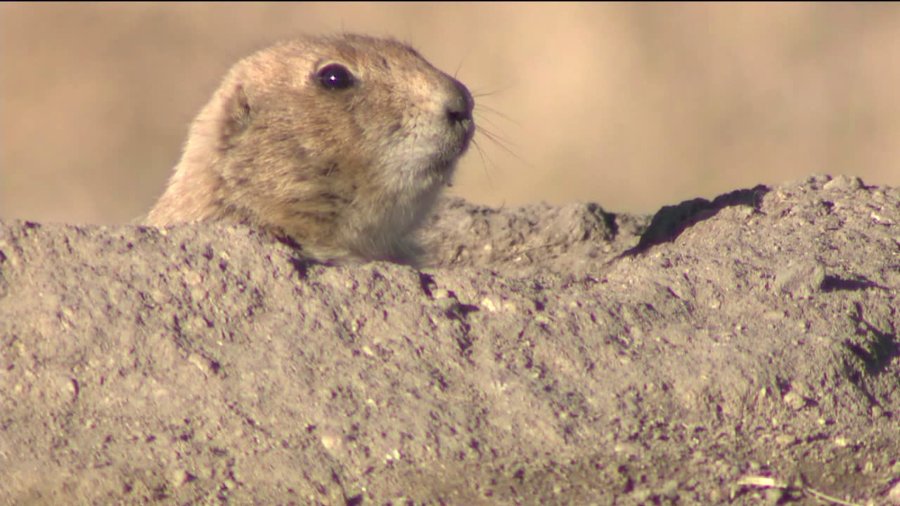 Prairie dog in Castle Rock, Colo