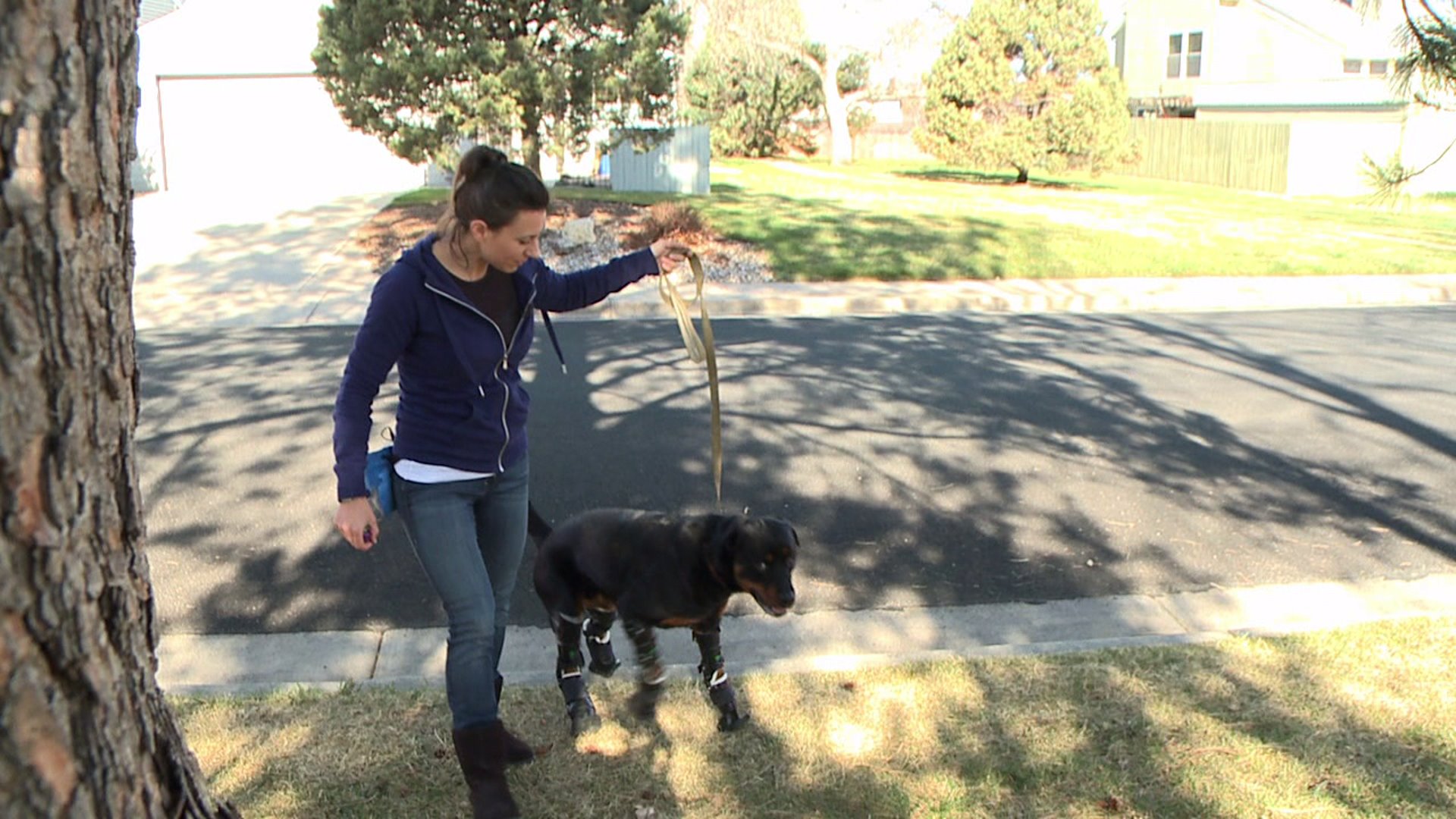 Quadruple amputee dog gets around in full set of prostetics