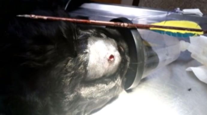 Dog shot in head with arrow survives. (Photo: CNN)