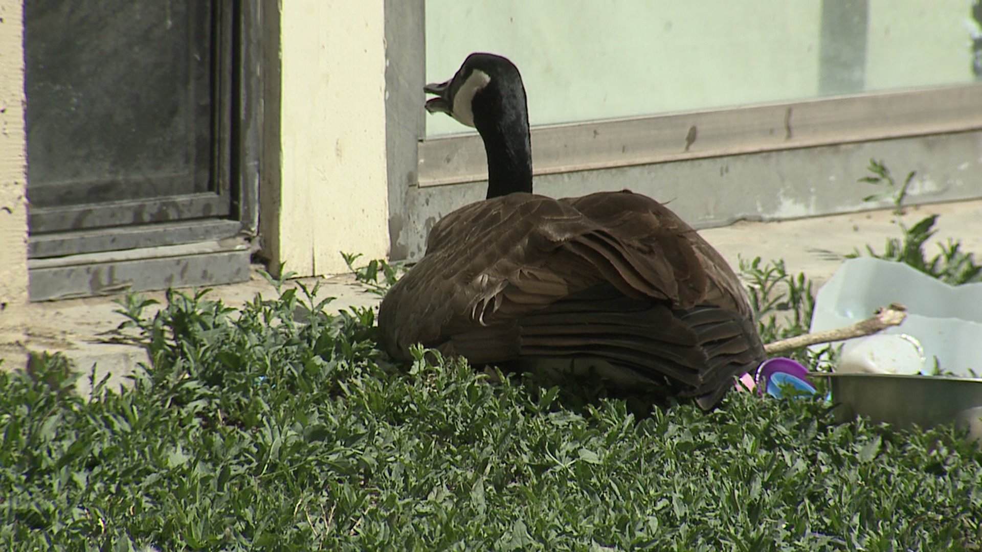 Pair of Canada Geese nests near building in Denver neighborhood