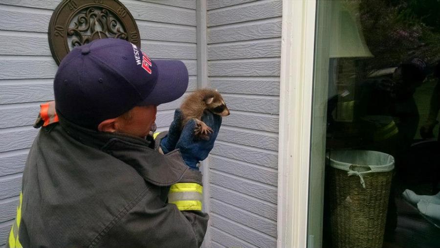 Officials save trapped baby raccoons from starving to death. (Photo: Jefferson County Sheriff's Office)