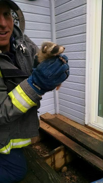 Officials save trapped baby raccoons from starving to death. (Photo: Jefferson County Sheriff's Office)