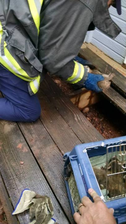 Officials save trapped baby raccoons from starving to death. (Photo: Jefferson County Sheriff's Office)