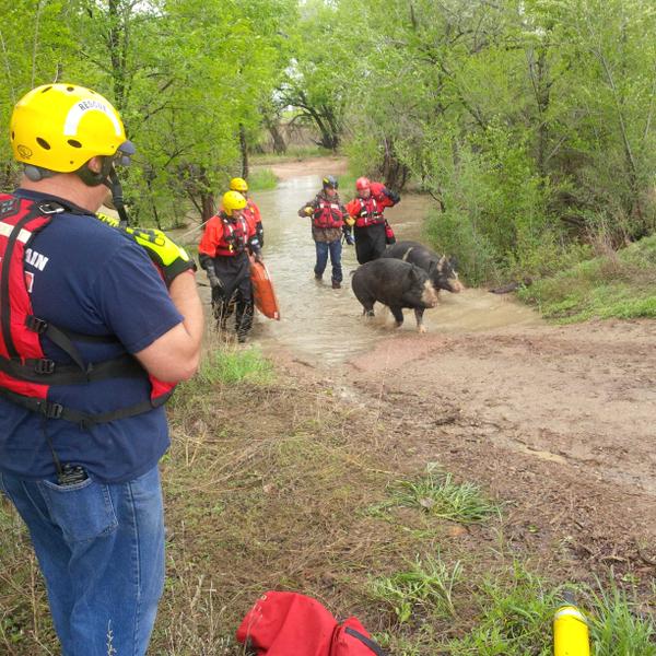 Members of the Fountain Fire Department rescued 2 horses, 3 turkeys, 2 dogs and 2 pigs from Fountain Creek.