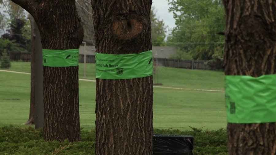 Emerald Ash Borer threatens ash trees on the Front Range