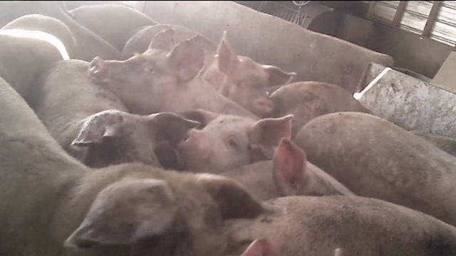 Pigs at Seaboard Foods facility in Phillips County, Colo