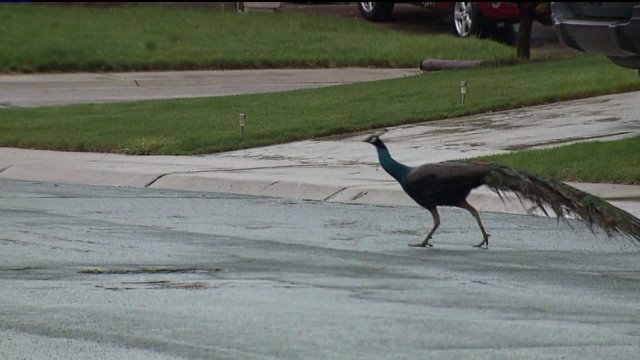 Peacock on the loose in Castle Rock